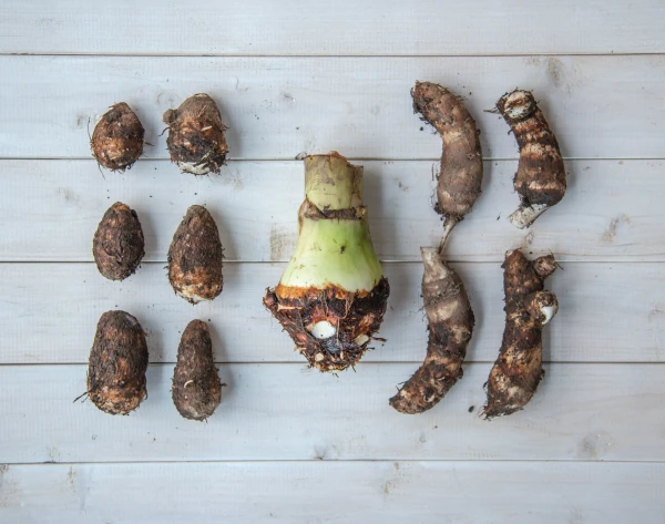 【自然栽培！3種の食べ比べ！約2kg】石川早生、海老芋、からどり芋のセット
