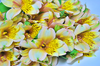 アルストロメリアの花束　15本