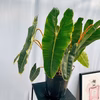 ［在庫］　フィロデンドロン　ビレッティア　6号　観葉植物　室内　レア