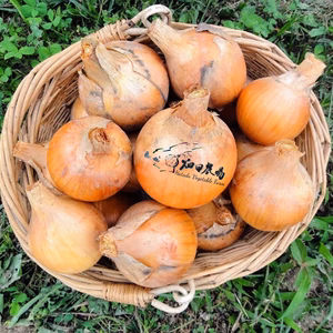 自然栽培 目が痛くなりにくい 旨味「玉ねぎ」