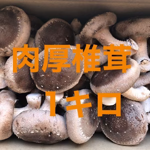 送料無料【北海道・沖縄除く】無農薬椎茸 徳島県産 菌床しいたけ