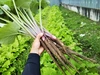 【S様専用】京都府福知山からお届け！自然栽培の旬の野菜セット！！
