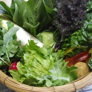 【120サイズで運賃がお得】日常使用する野菜を中心とした季節の野菜セット　