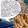 【送料込】くーがいも焙煎茶｜沖縄産（無農薬）