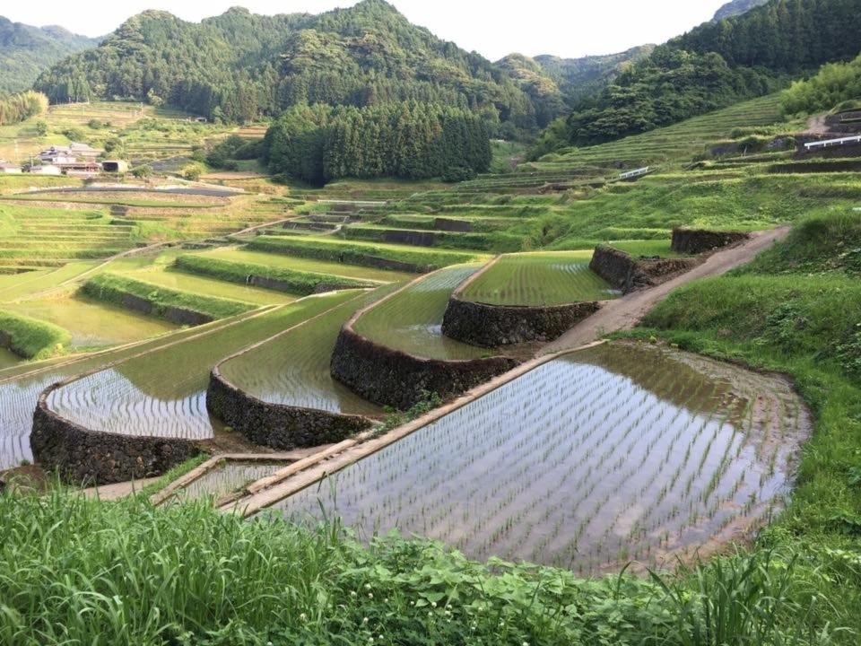 新米】【令和６年産】自然栽培「伊勢ヒカリ」精米 ２０ｋｇ｜白米の商品詳細｜ポケットマルシェ｜産地直送で旬の食材が生産者(農家・漁師)から届く