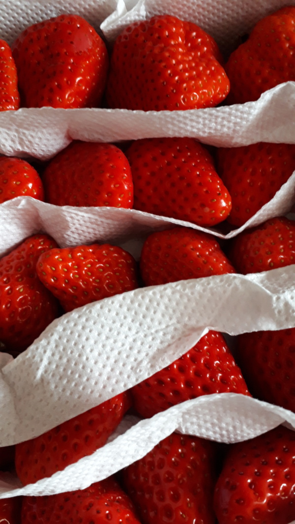 石垣イチゴ かねとよ川島農園 川島 寛さんへのみんなの投稿 農家漁師から産地直送の通販 ポケットマルシェ