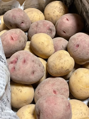 みんなの投稿の画像