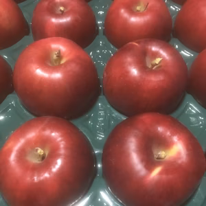 令和8年家庭用【紅玉】（こうぎょく）出品致します‼️