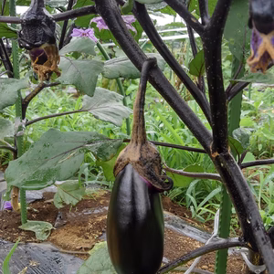 野菜セット　無農薬　4種類　 ナス　ズッキーニ　ニンニク　たまねぎ