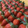 秋吉台のミネラルたっぷり!! Agri charmいちご♡大粒お試しセット