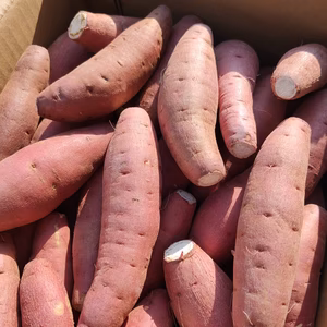 【鳥取県産】ねっとり甘い 紅はるか 1.5kg