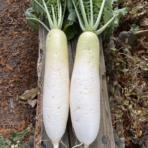 【農薬・化学肥料不使用】MOA自然農法で育った秋冬大根(雪下大根)