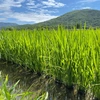 新米希少品種✩.*˚ (令和3年産) 北海道産 特別栽培米  きたくりん  玄米