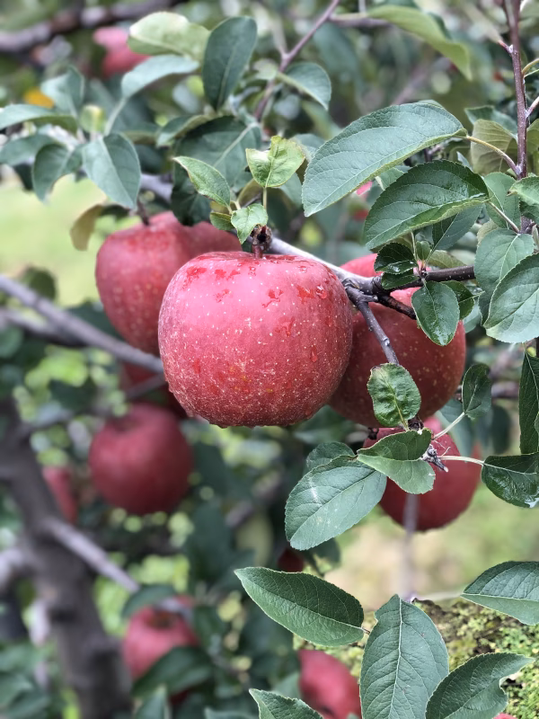 期間限定❗️荒谷農園オリジナル「サンフジ」数量限定❗️