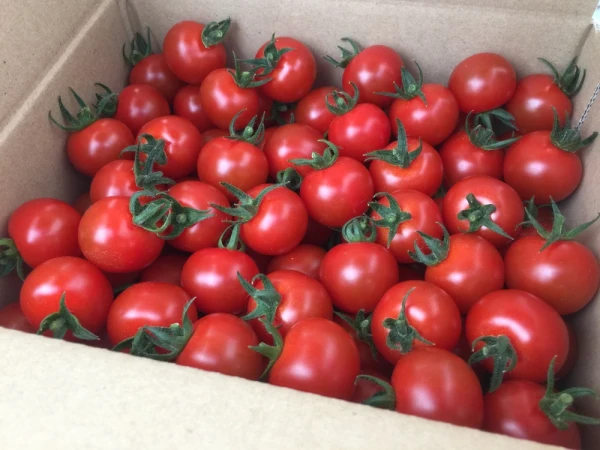 ☆共同購入に…お勧め‼︎《美トマト(赤)×2箱》くす美トマト農園