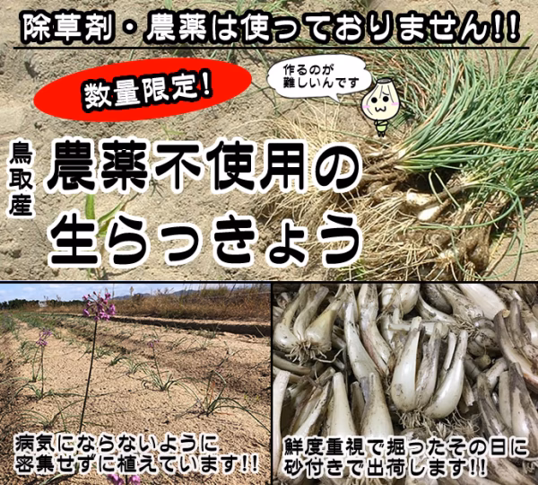 【限定栽培】農薬不使用の根付き生らっきょう【収穫から最短発送】鳥取県産 