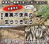 【限定栽培】農薬不使用の根付き生らっきょう【収穫から最短発送】鳥取県産 