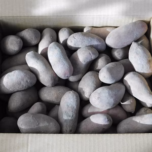 じゃがいも 小粒タワラヨーデル 木村秋則式自然栽培 青森県産 無農薬 無肥料 