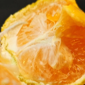 ゆら早生　薄皮で酸味少なくとろける風味と濃厚な味わい　