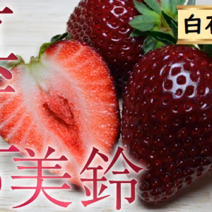 【なくなり次第終了！黒イチゴ】真紅の美鈴 1パック