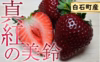 【なくなり次第終了！黒イチゴ】真紅の美鈴 1パック