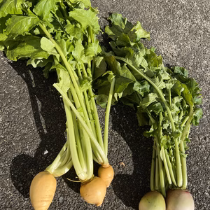 高野山麓精進野菜・葉物野菜(オレンジ小蕪・紅芯大根)