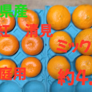 タイムセール　静岡県産　麗紅、清見　家庭用　約4.2㎏　