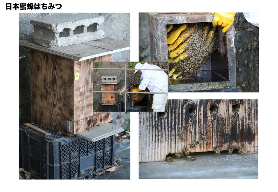 【送料無料】希少 くま(球磨)産の高濃度地蜂蜜(無添加・非加熱 ) 1kg