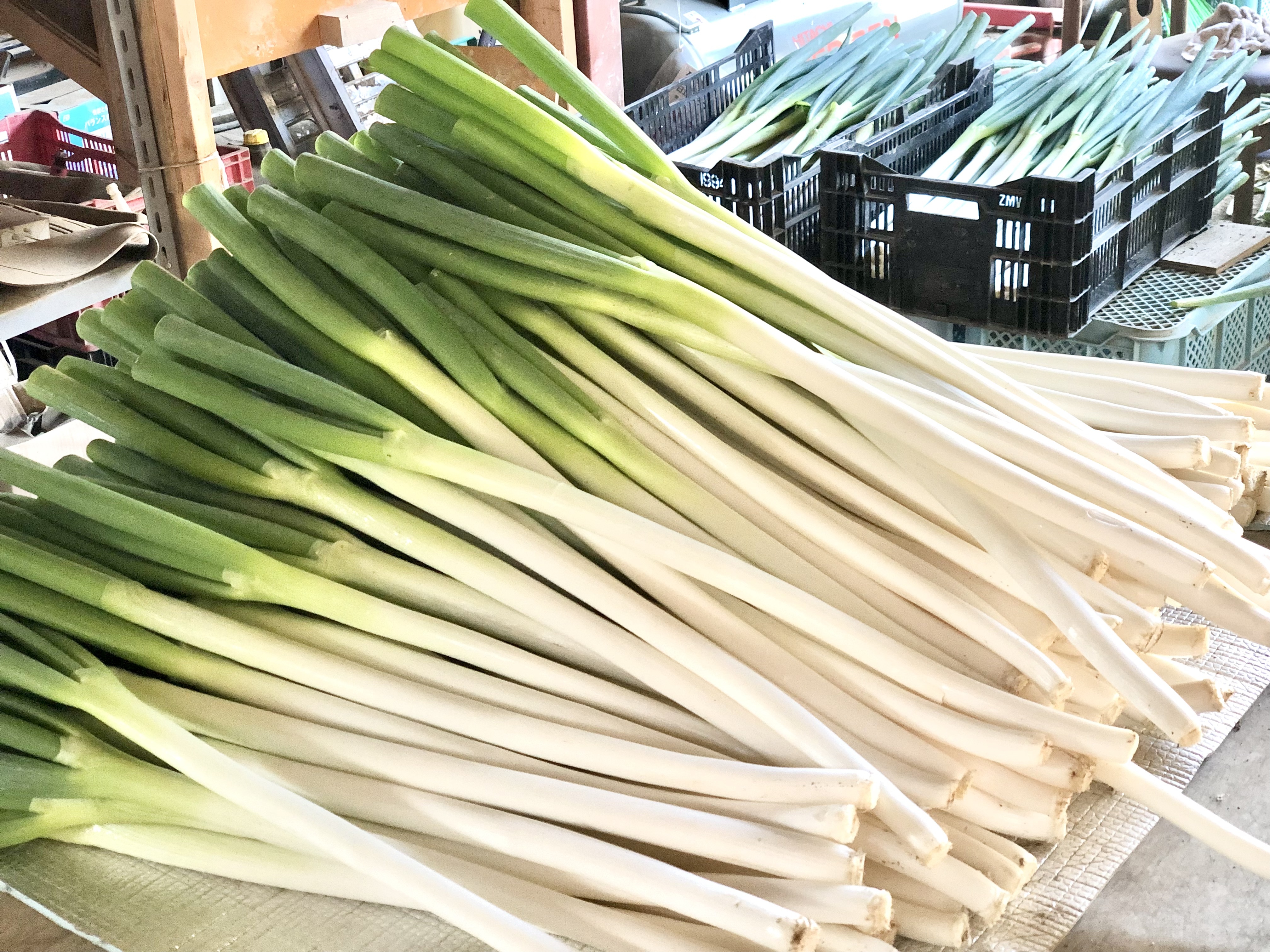 [北海道産]お試しに!長ネギL.2Lサイズ混合2kg M.Lサイズ混合2kg
