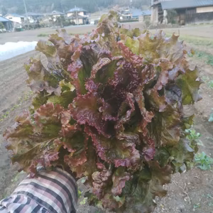 シャキシャキ新鮮サラダセット