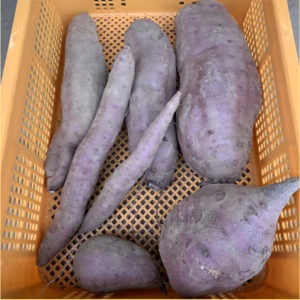 さつまいも べにはるか 訳あり 3kg 5kg 10kg