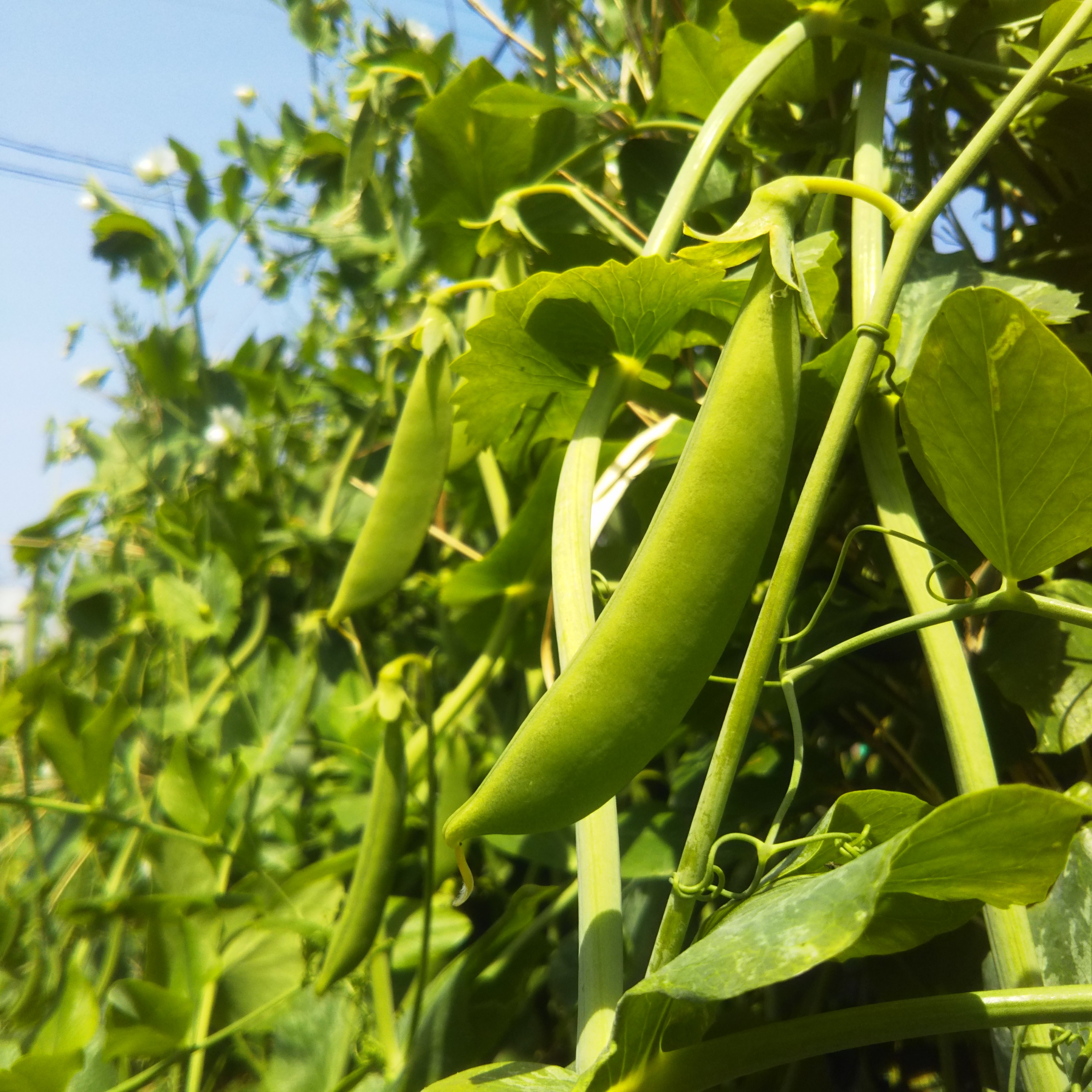 インゲン豆　野菜　農家直送　農薬不使用 農薬不使用 いんげん インゲン いんげん豆 野菜 インゲン豆