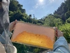 　あかしあ500g・春百花蜜500g 2本セット