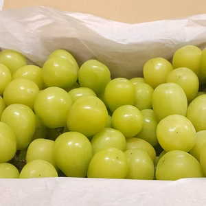 ✩なくなり次第終了✩長野県産 シャインマスカット 粒 1.5kg