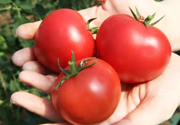 【7月下旬より発送】高糖度トマト 3kg　化学肥料・農薬完全不使用　青森県産
