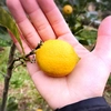 【熱海産♨️農薬化学肥料不使用】日本レモン発祥の地「熱海」ミニレモン2020