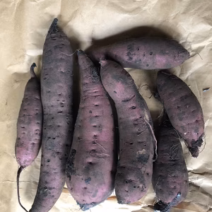 【八戸からお届け】さつまいも・べにはるか1.5kg