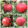 ◉8月中旬以降【フレッシュなりんごが食べたい！】極早生種 品種おまかせ