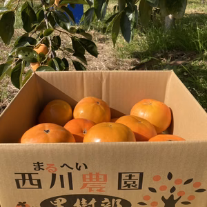 送料割引　富有柿　5キロ　(家庭用）