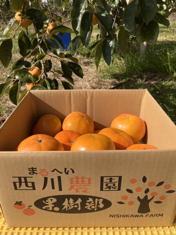 送料割引　富有柿　5キロ　(家庭用）