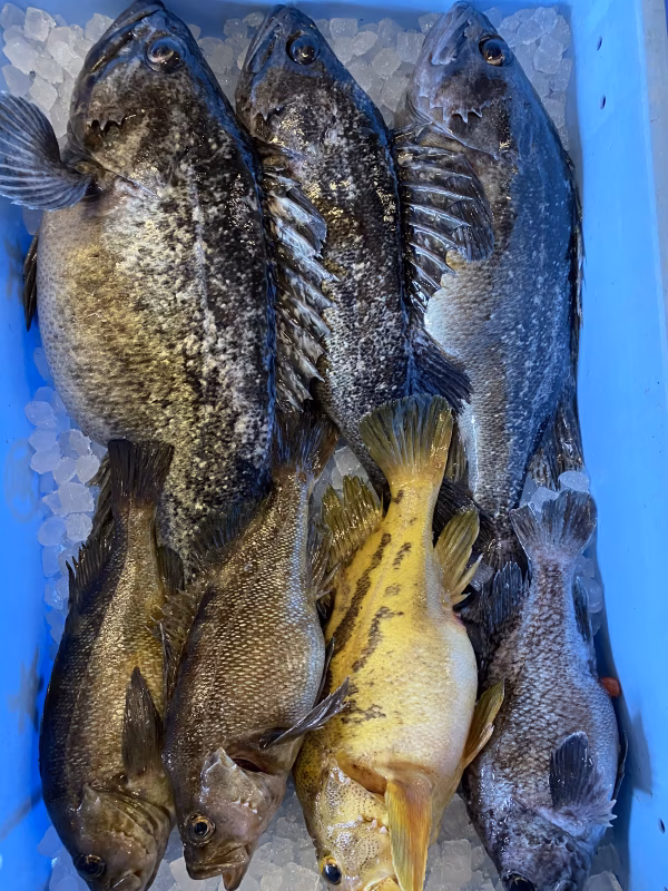 根魚⚠️トゲトゲセット⚠️