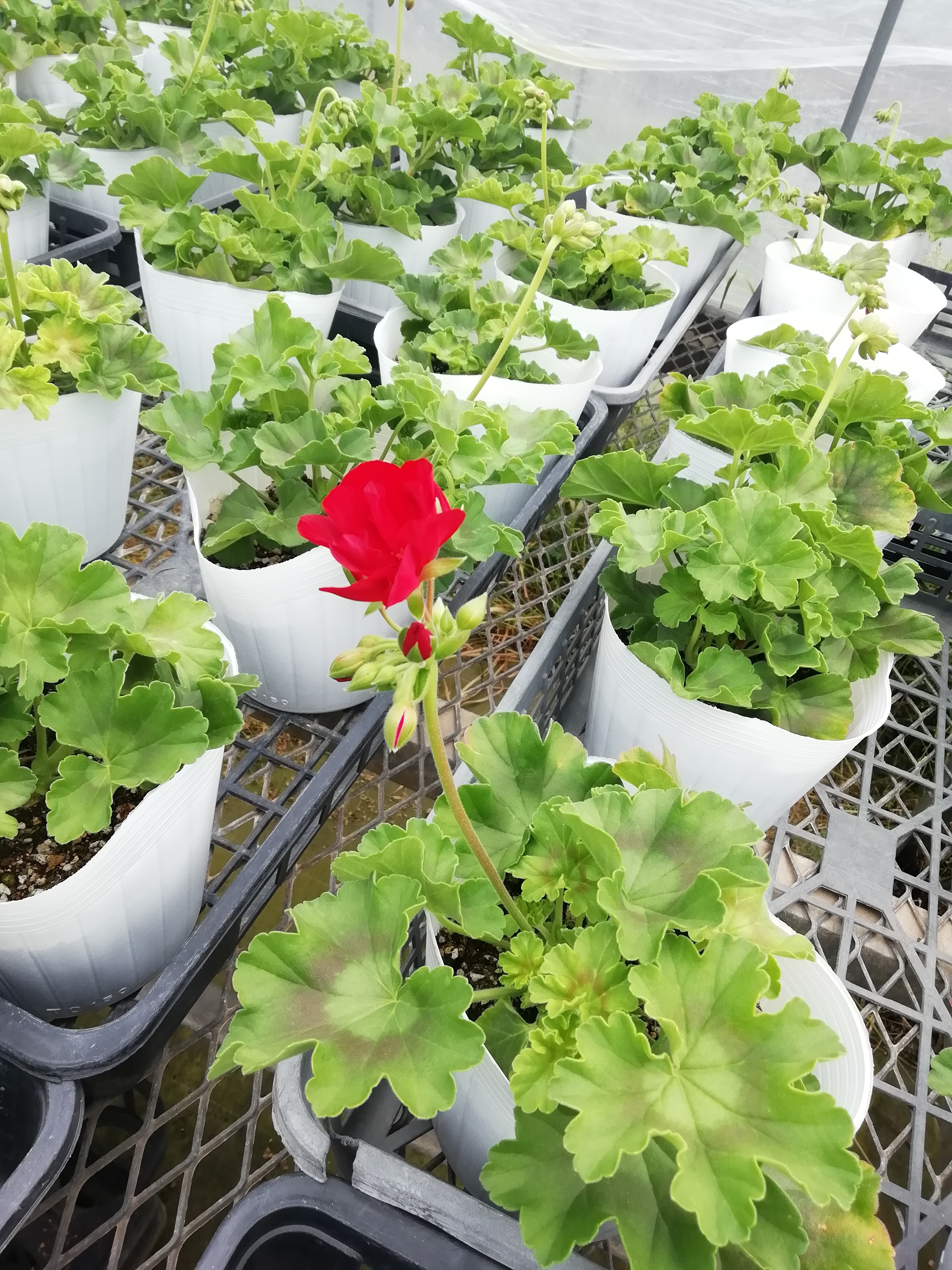 もっとも綺麗なレッド ハイブリッドゼラニウム カリオペ ダークレッド 大鉢2鉢 農家漁師から産地直送の通販 ポケットマルシェ