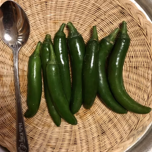 メキシコの大辛！青唐辛子！セラーノ・ペッパー（チレ・セラノ）