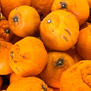 【限定・訳あり】酸味しっかり 不知火（しらぬい） 加工用　