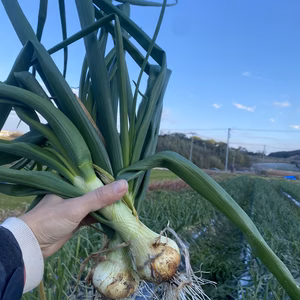 淡路島産葉付き玉ねぎ　2kg