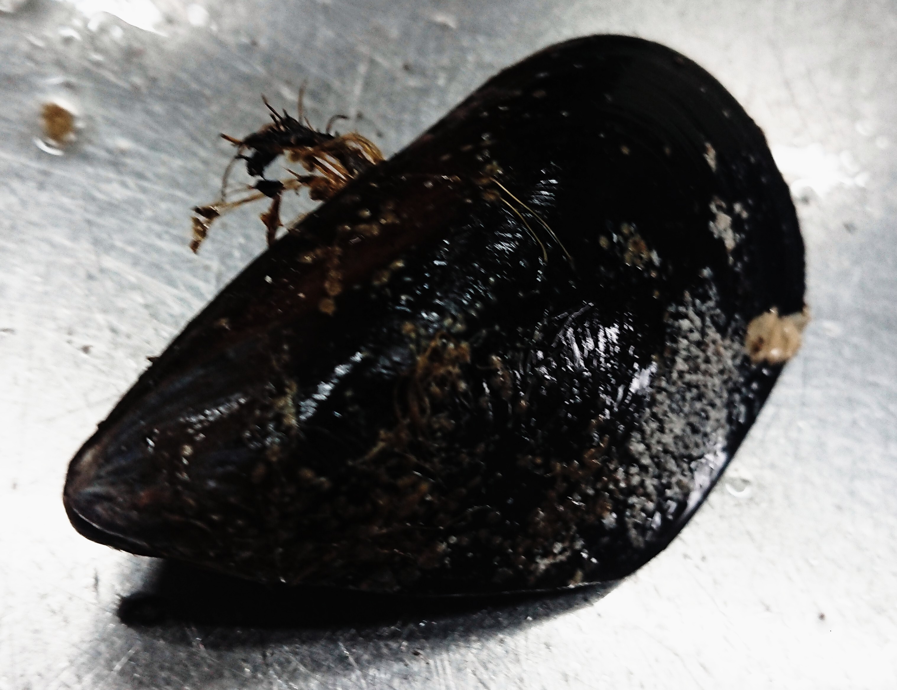 岩手山田湾の活 ムール貝 農家漁師から産地直送の通販 ポケットマルシェ