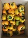 干柿作りに　越前柿（渋柿）Ｓサイズ　１０キロセットで