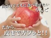 【7周年福袋】青森県産 季節の樹上完熟りんご詰め合わせセット【数量限定！】