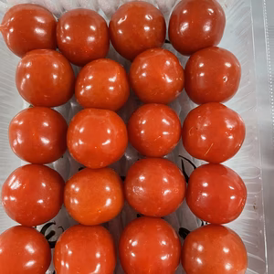 こだわりが生みだした旨味トマト⭐︎プチぷよ　