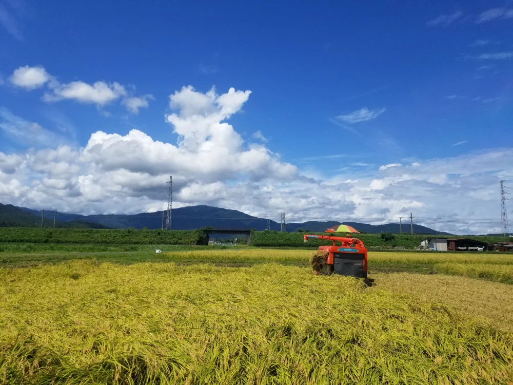 R4年産　油かすなど有機肥料60％施肥で好食味の特別栽培米コシヒカリ玄米10ｋｇ